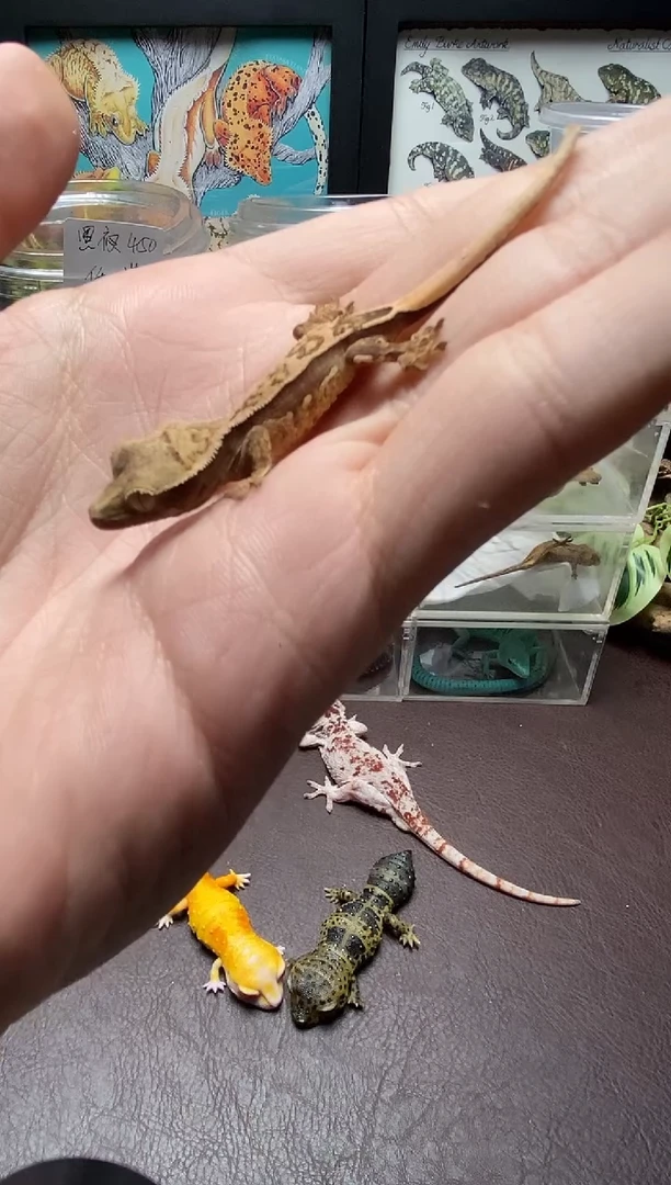 睫角守宫 鳞与尾 Scale Tail 爬宠HJ13