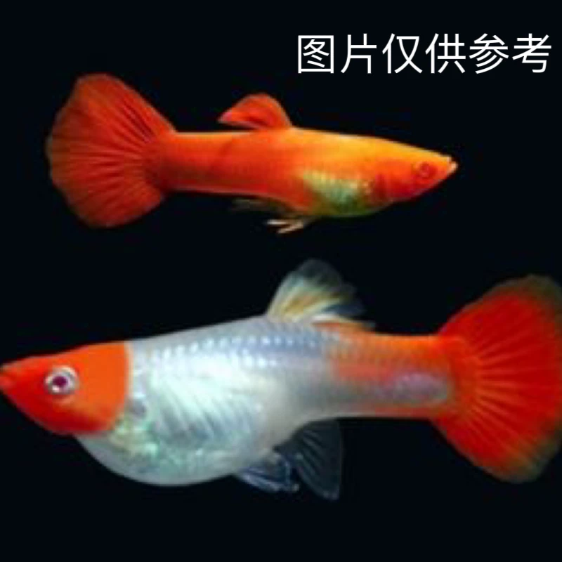 孔雀鱼好养经典品种公母配对