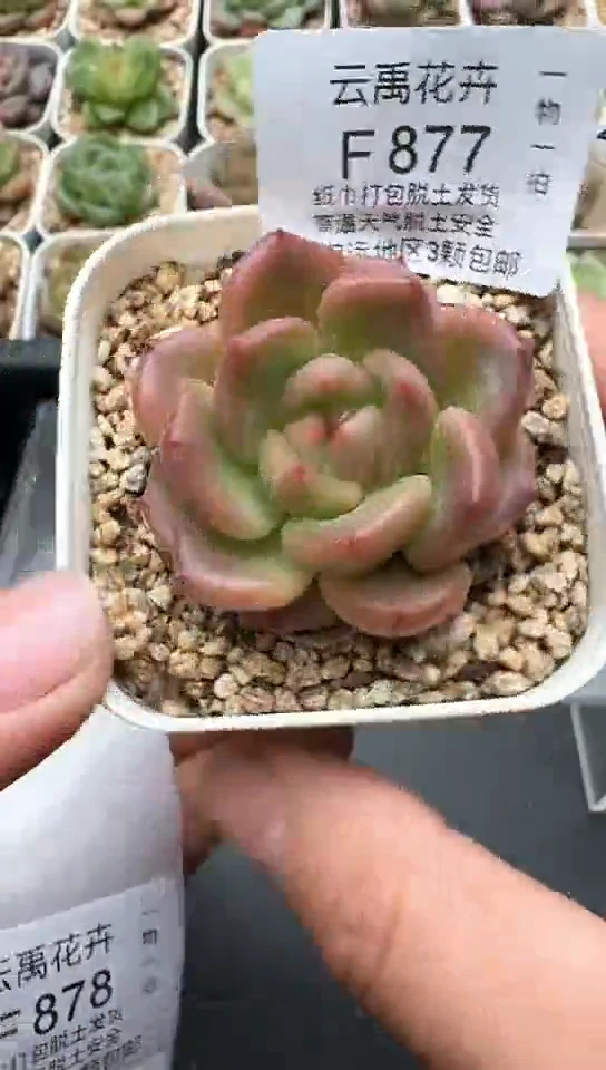 877F云禹多肉植物 默认脱土纸巾打包 3颗包邮