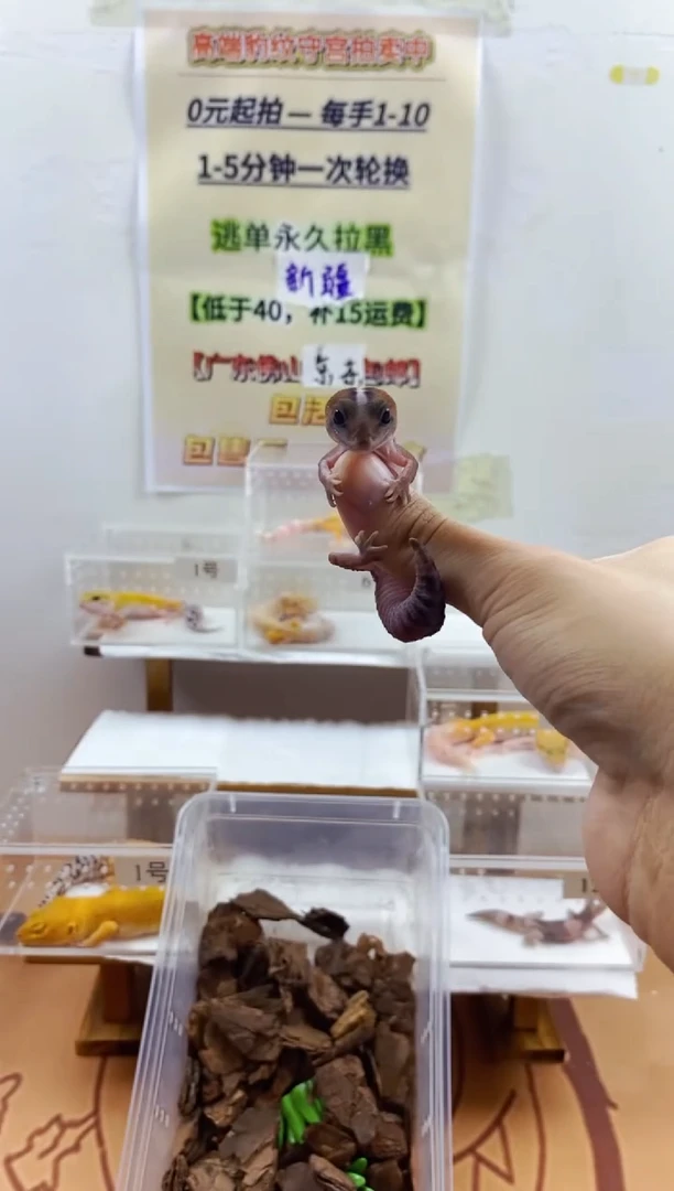 豹纹守宫豹纹守宫幼苗亚成体成体肥尾