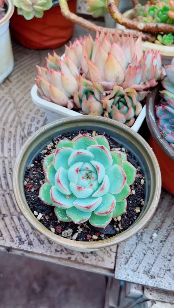 简*09091多肉植物一物一拍