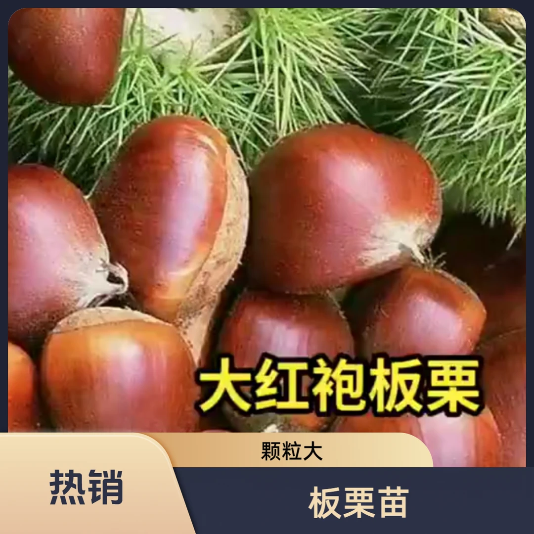 板栗苗盆栽地栽南北均可