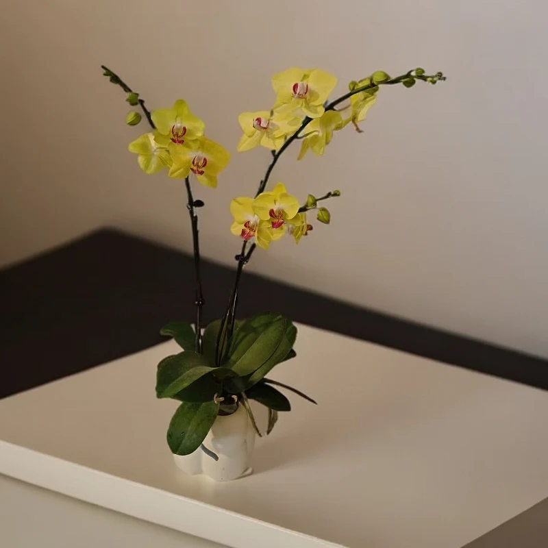 鲜花【黄金树】蝴蝶兰室内种植观赏送礼带花发货