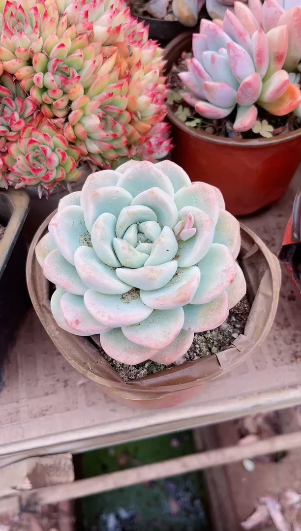 【闪购商品】03679