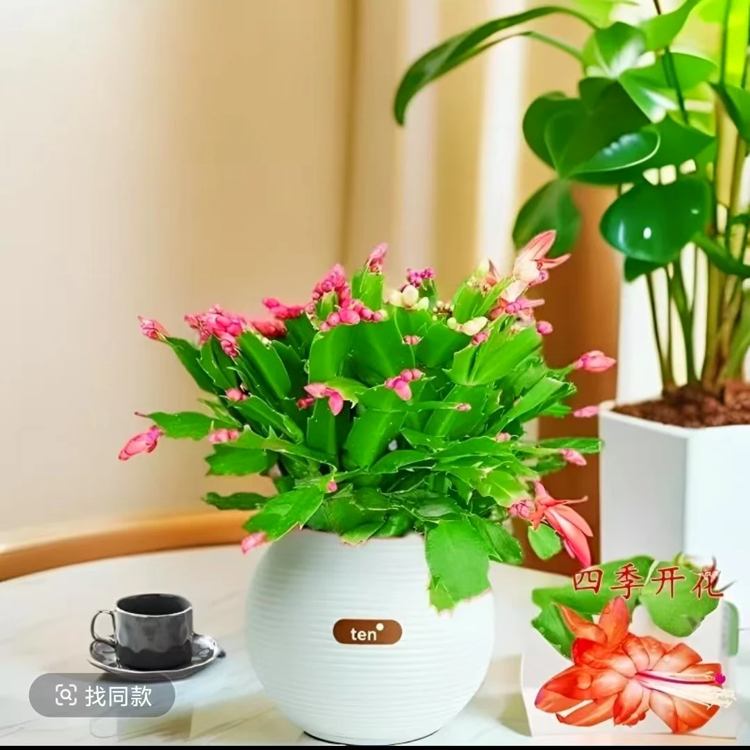 新多色蟹爪兰】盆栽带花苞四季开花室内阳台好养花卉绿植