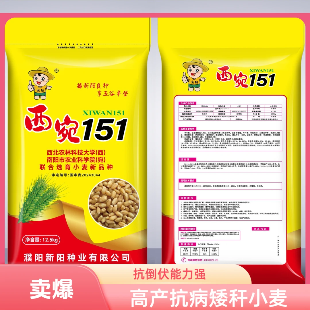 【国审西宛151】琥珀色分蘖强抗倒高产矮秆大穗耐旱抗冻硬质小麦种