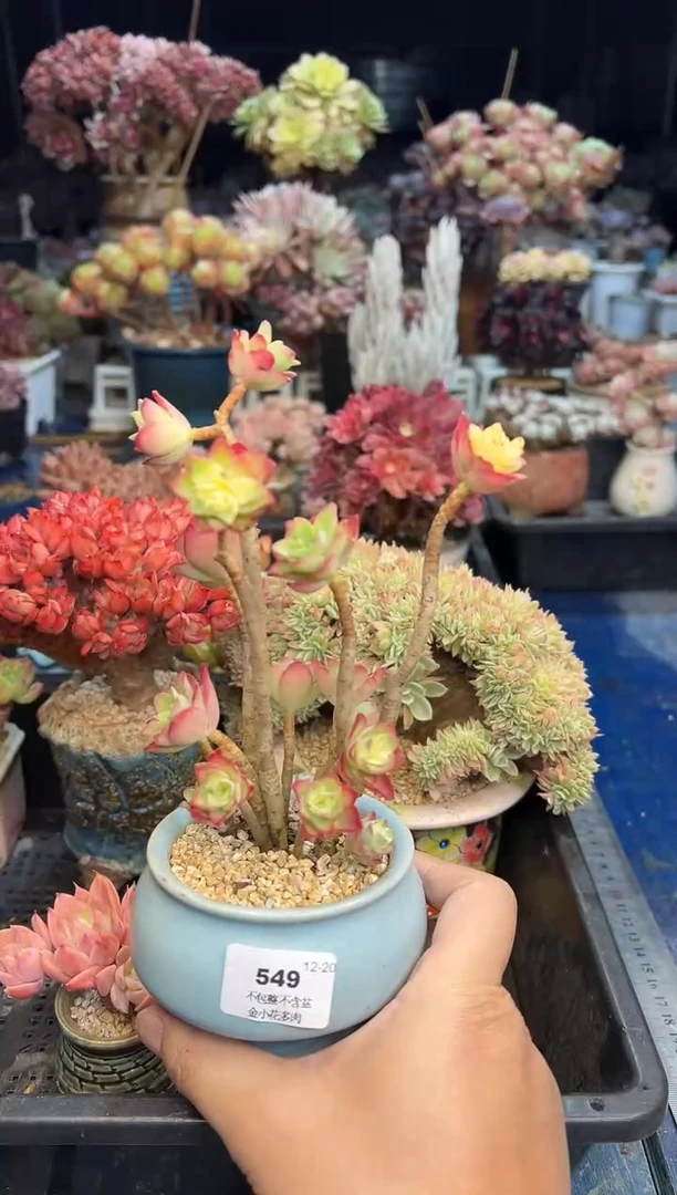 【闪购商品】549不带盆