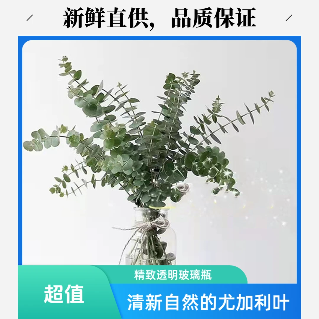 【3枝尤加利】～全店满35元包邮～《今天下单明天到》生活鲜花瓶插花
