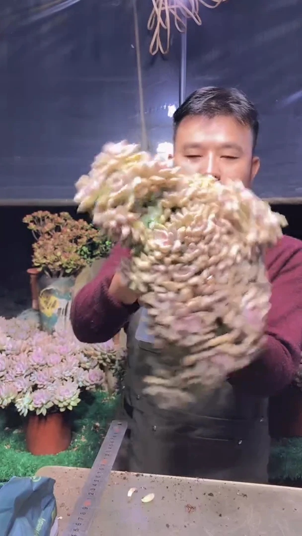 184淡雪缀化一物一拍