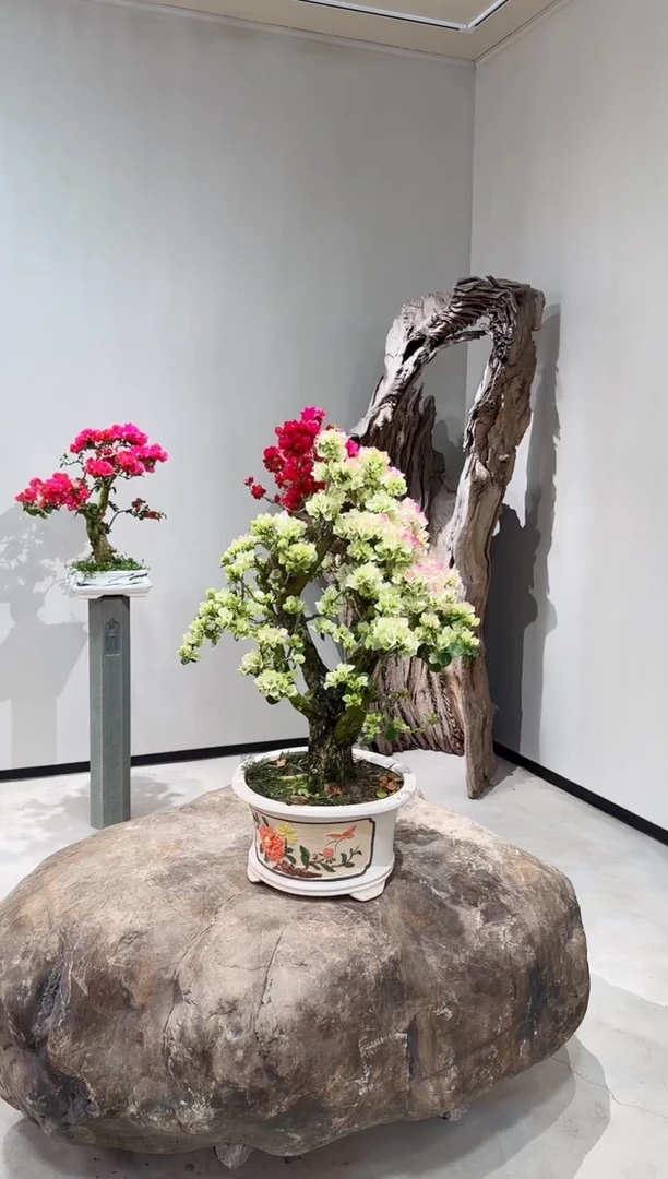 【闪购商品】盆景绿樱三角梅