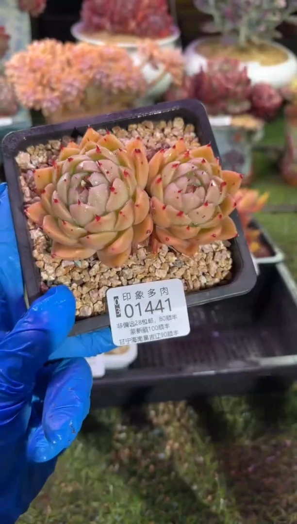 【闪购商品】01441