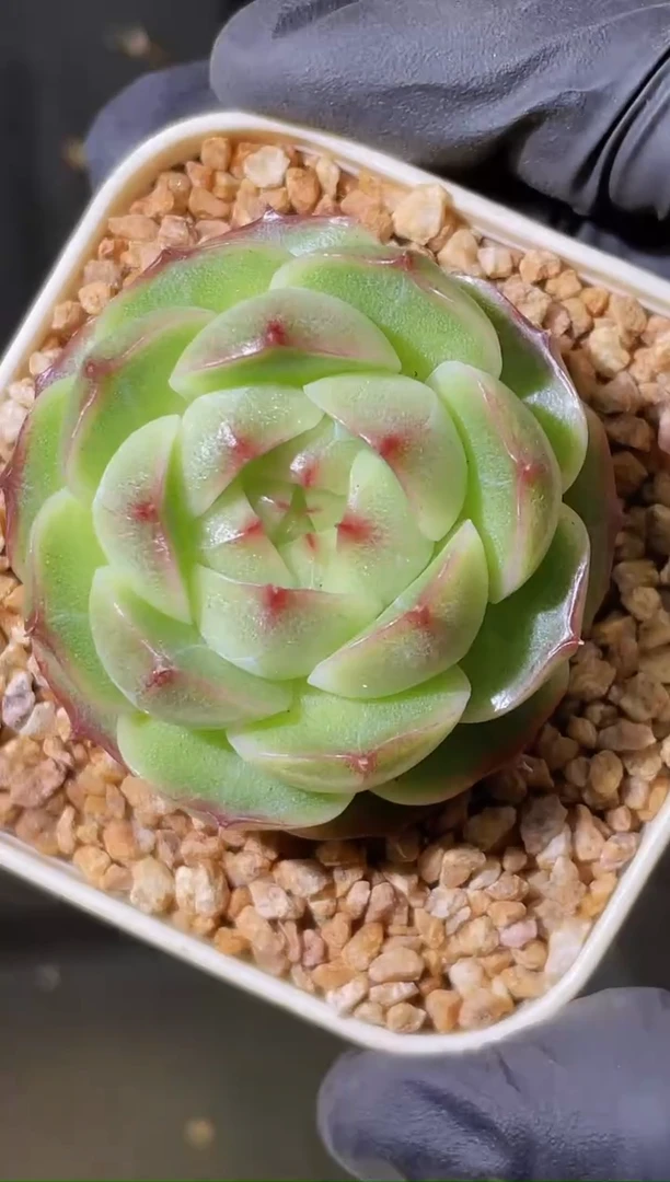 闪购1758 红翡多肉一颗4厘米