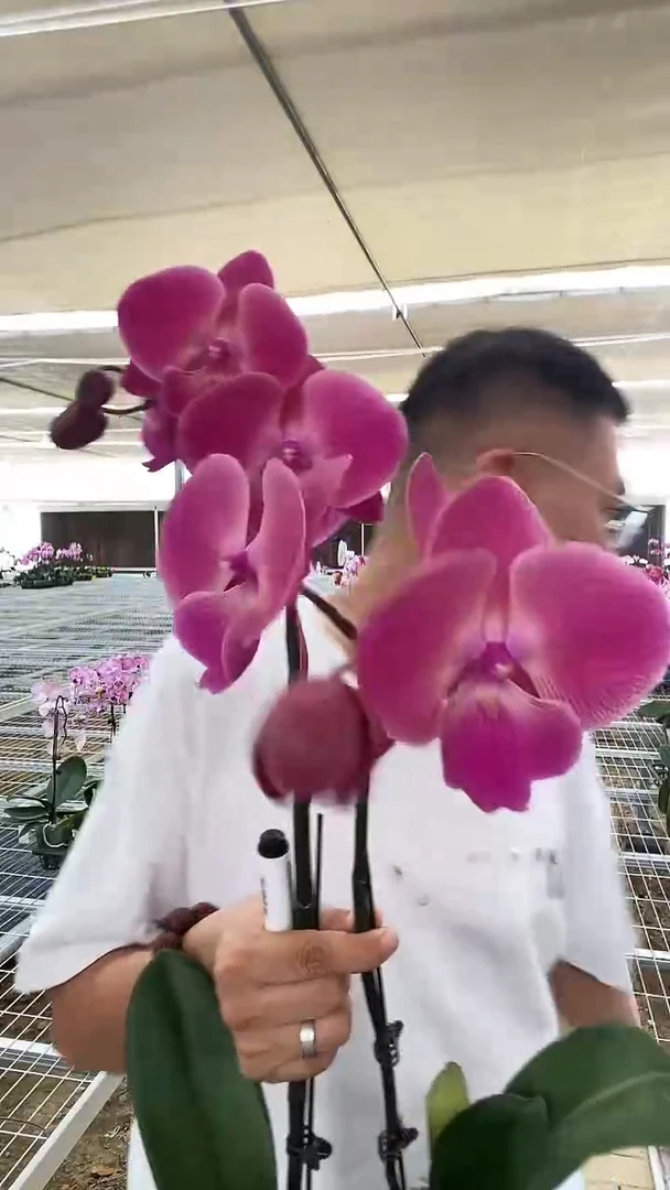 完全开放瑕疵大性感3棵带花花后苗组合，无售后