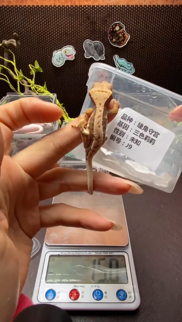 睫角守宫鳞与尾 Scale Tail 爬宠j9