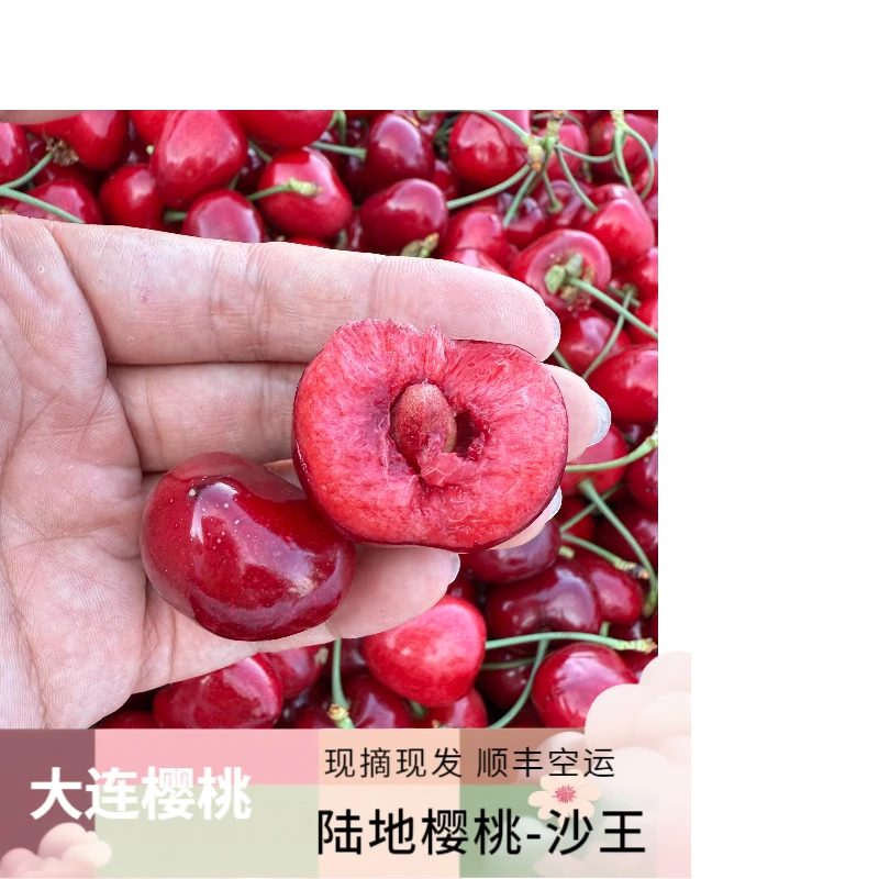 陆地沙蜜 沙王「大连」现摘大樱桃 3/5斤 脆甜多汁顺丰空运大连直发