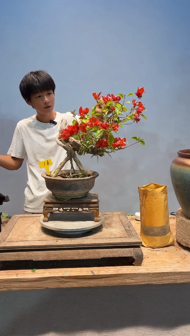 全部花朵熹*三角梅16