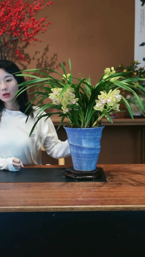 全部花朵白玉香兰盆景盆景盆景