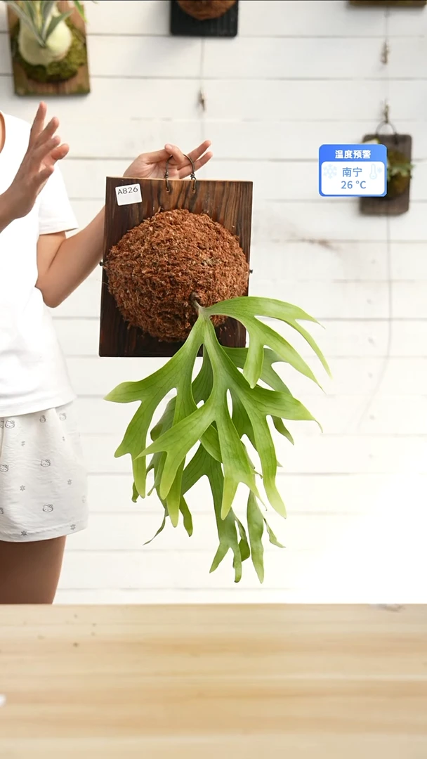A826     皇冠