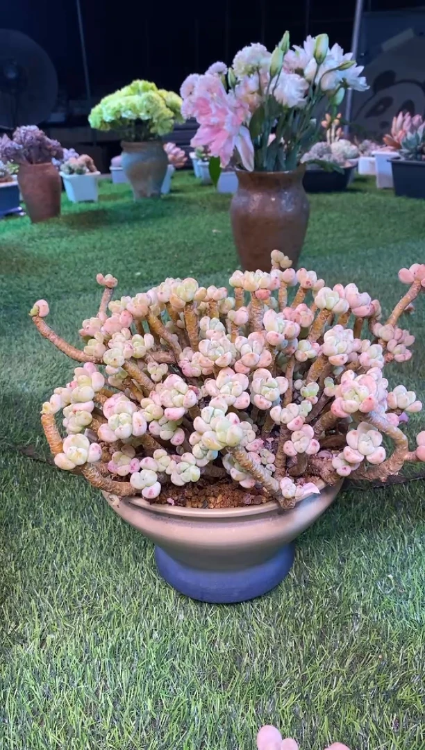 0388aa（满28包邮发货）