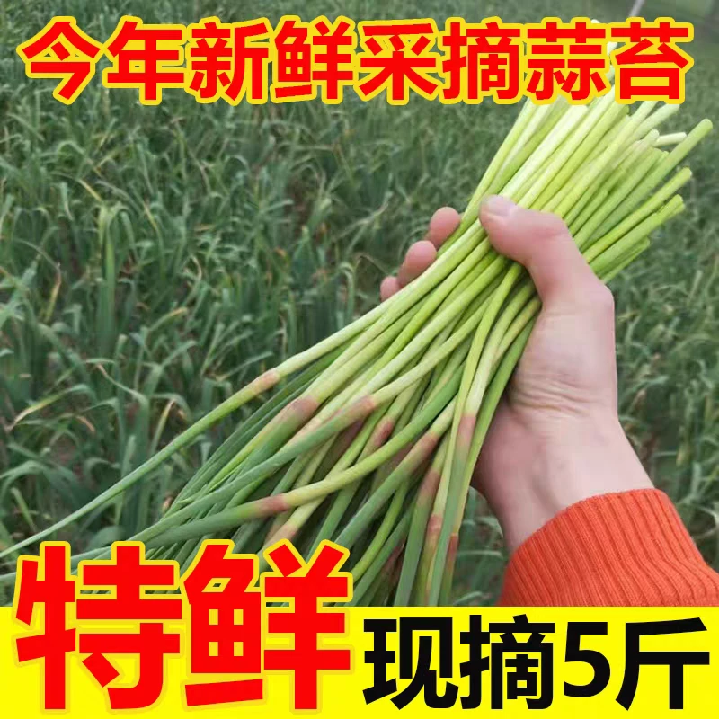 【2025年红帽短蒜苔】当天采摘新鲜脆嫩新红帽短蒜苔当季蔬菜5斤
