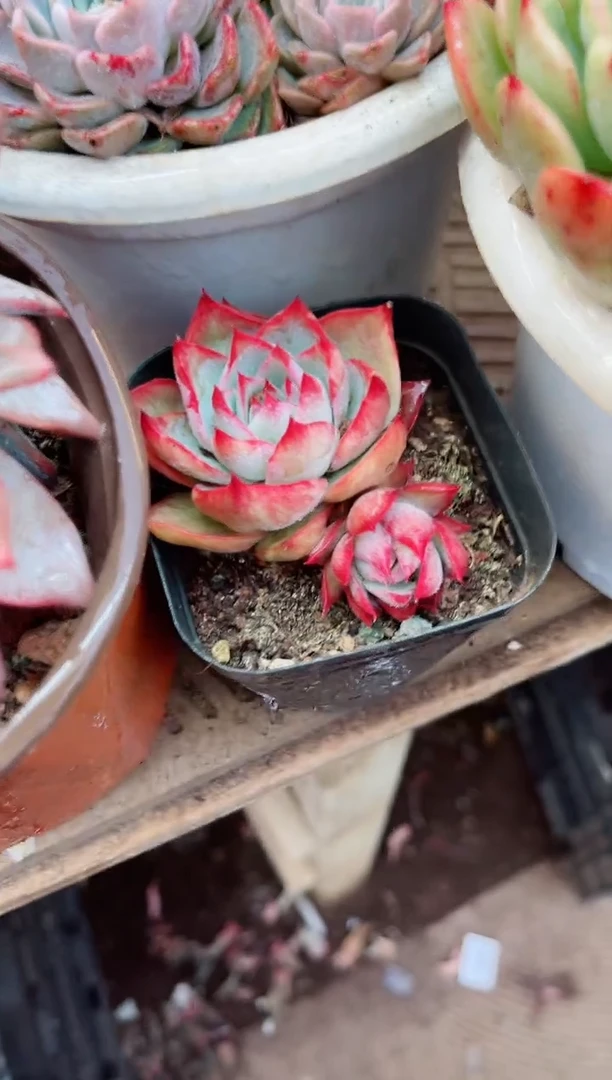 【闪购商品】08092