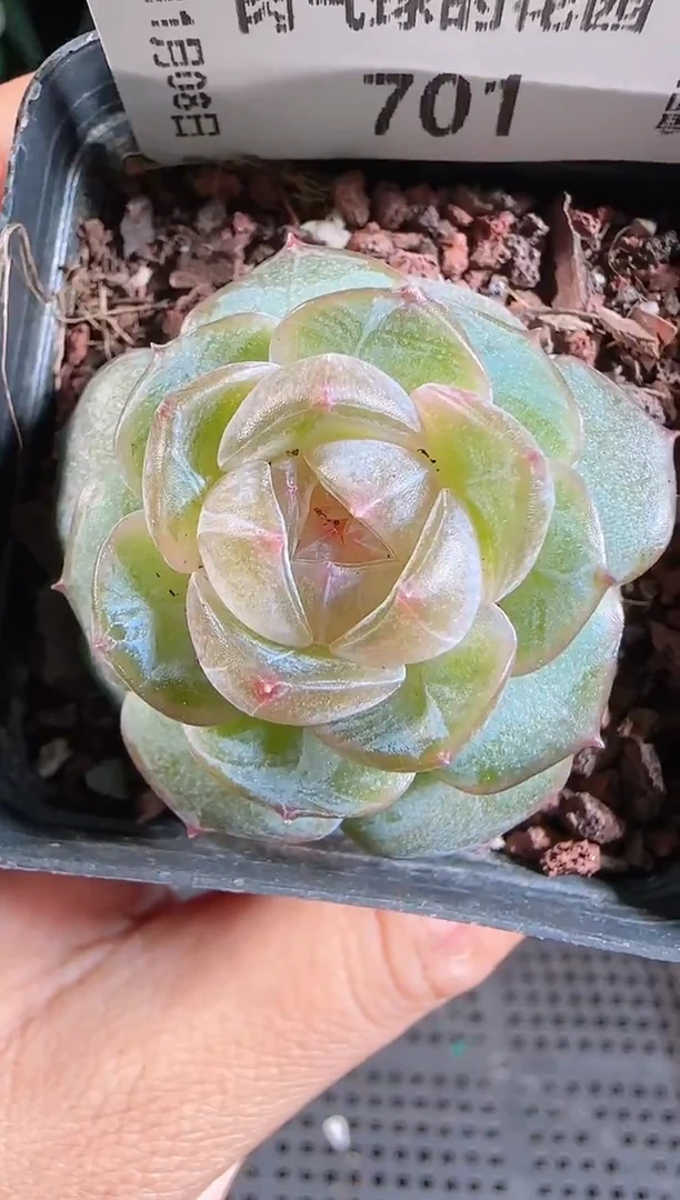 1108-701若画麦秆群不包整