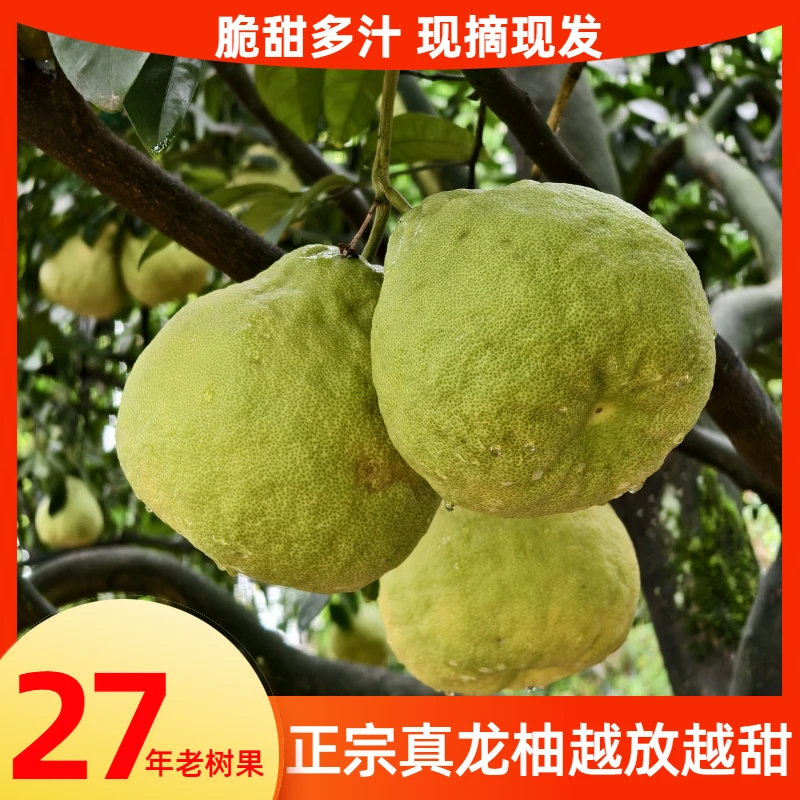 正宗合江真龙柚子新鲜现摘现发白心清甜多汁当季时令水果礼盒定制