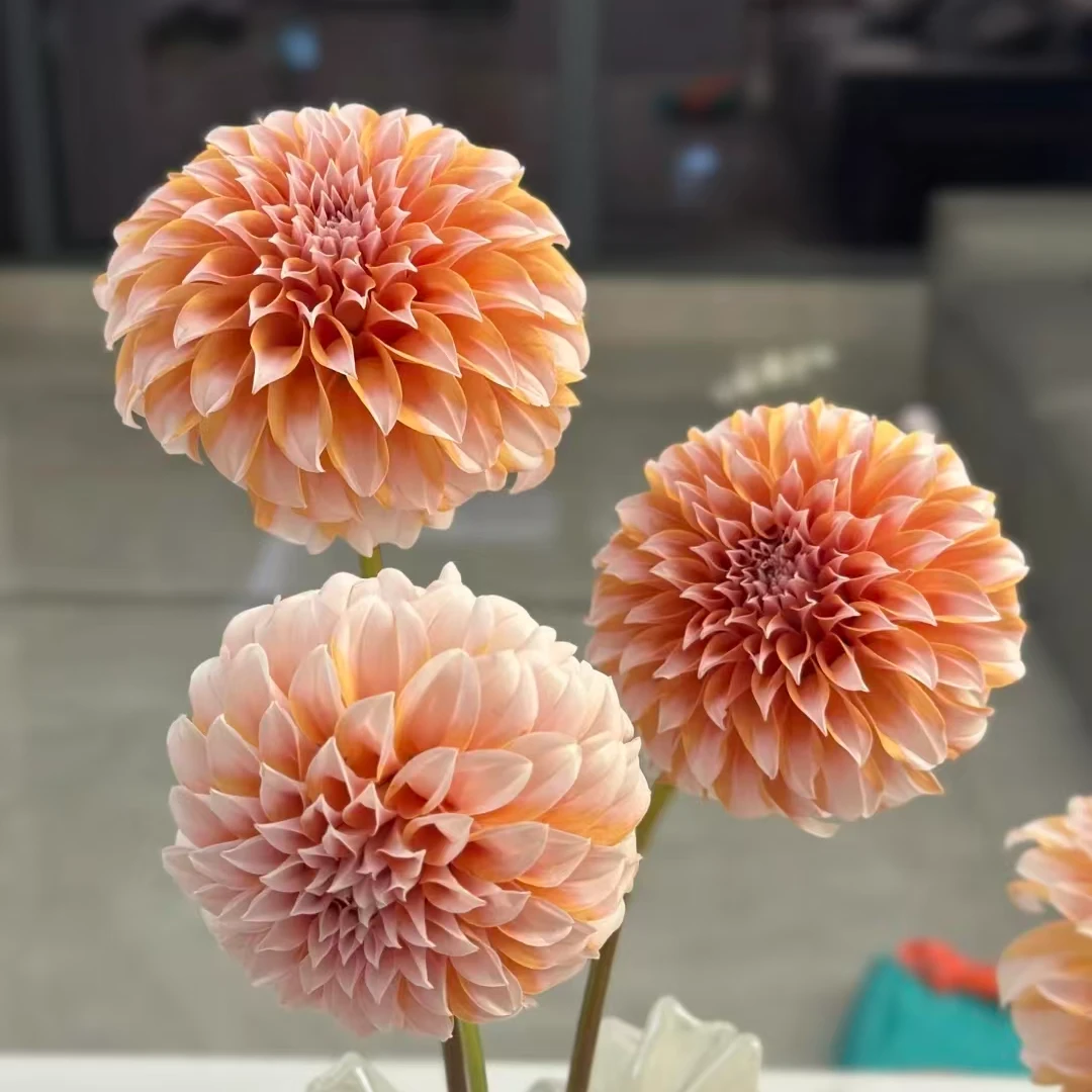 【次日达·奶油桃子大丽花5枝】家居生活鲜花·全场任意两单顺丰送货上门今天拍明天到·基地直发现采现发售后无忧