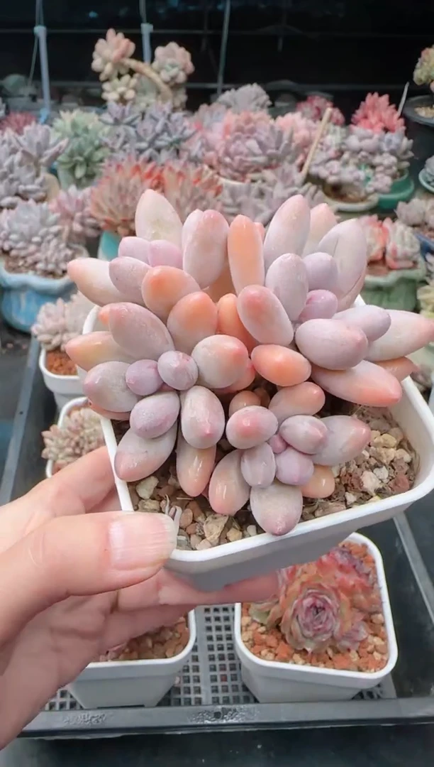 【闪购商品】3209香水手指