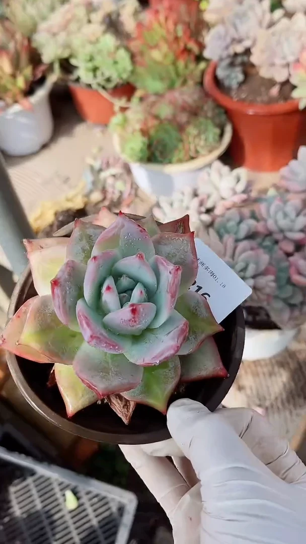 【闪购商品】18216