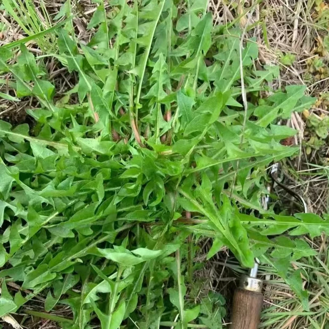 山野菜组合款婆婆丁半斤柳蒿芽半斤刺五加半斤