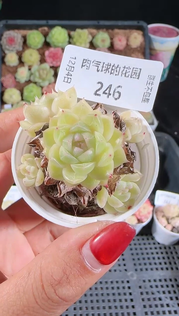1204-249多肉群生不包整