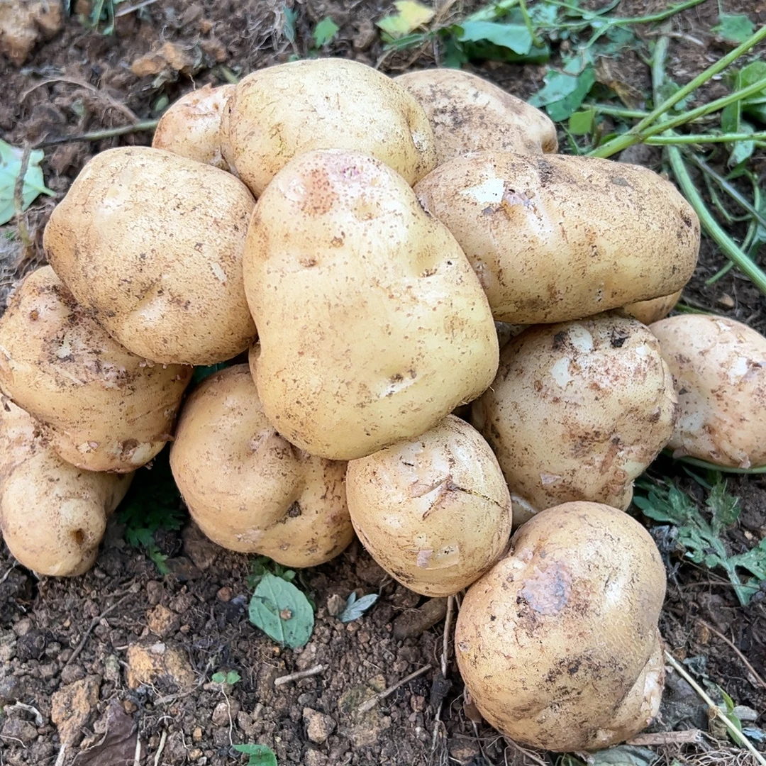 云南昭通高山萝卜沟米拉洋芋土豆