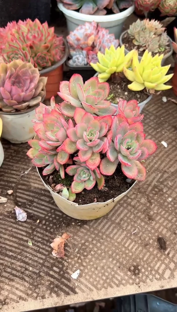 A**雪多肉植物一物一拍21269