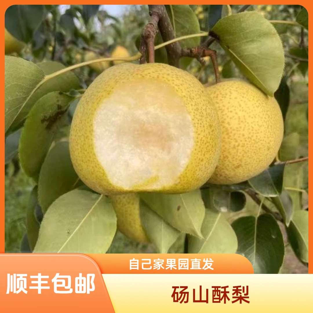 （顺丰包邮）正宗砀山酥梨冰糖雪梨水果爆汁纯甜皮薄母梨