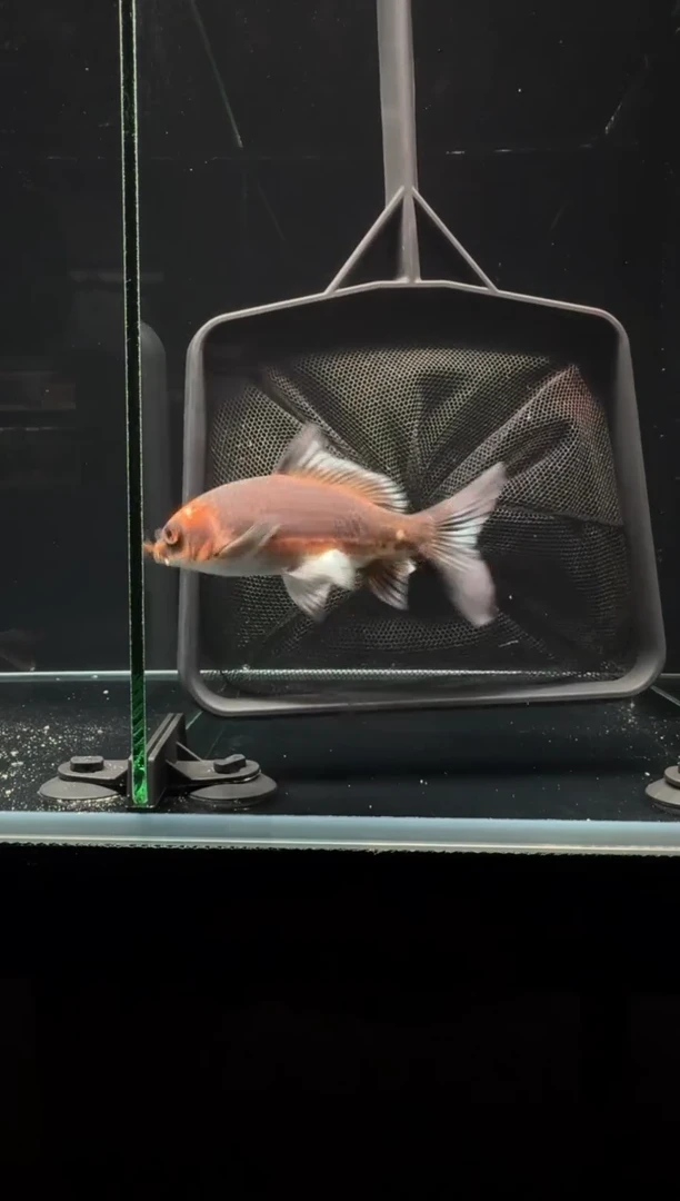 蝴蝶鲤鱼狮*头熊猫蝴蝶鲤