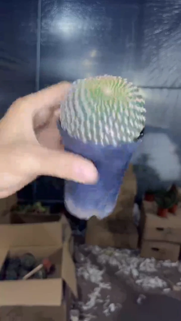 拉力马根【带盆土】