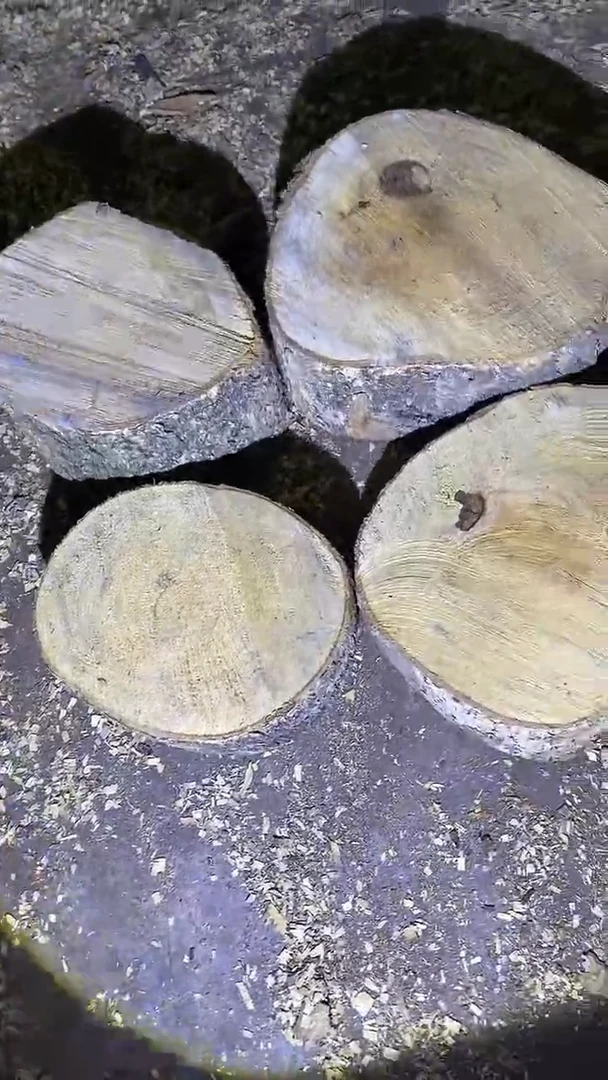 小叶桢楠金丝楠木