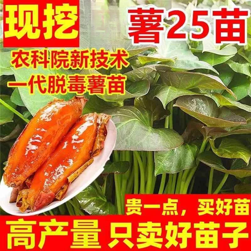 烟台蜜薯苗红心红薯苗紫罗兰苗脱毒原种地瓜苗糖心番薯苗流油蜜薯