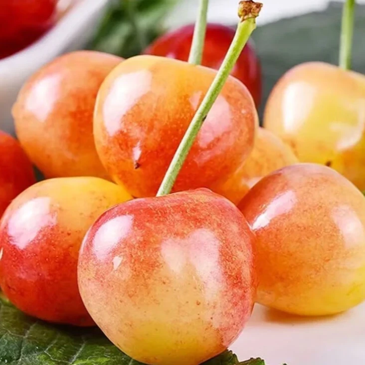 【韩大乐】L南阳1号黄樱桃1斤其他品种山东省