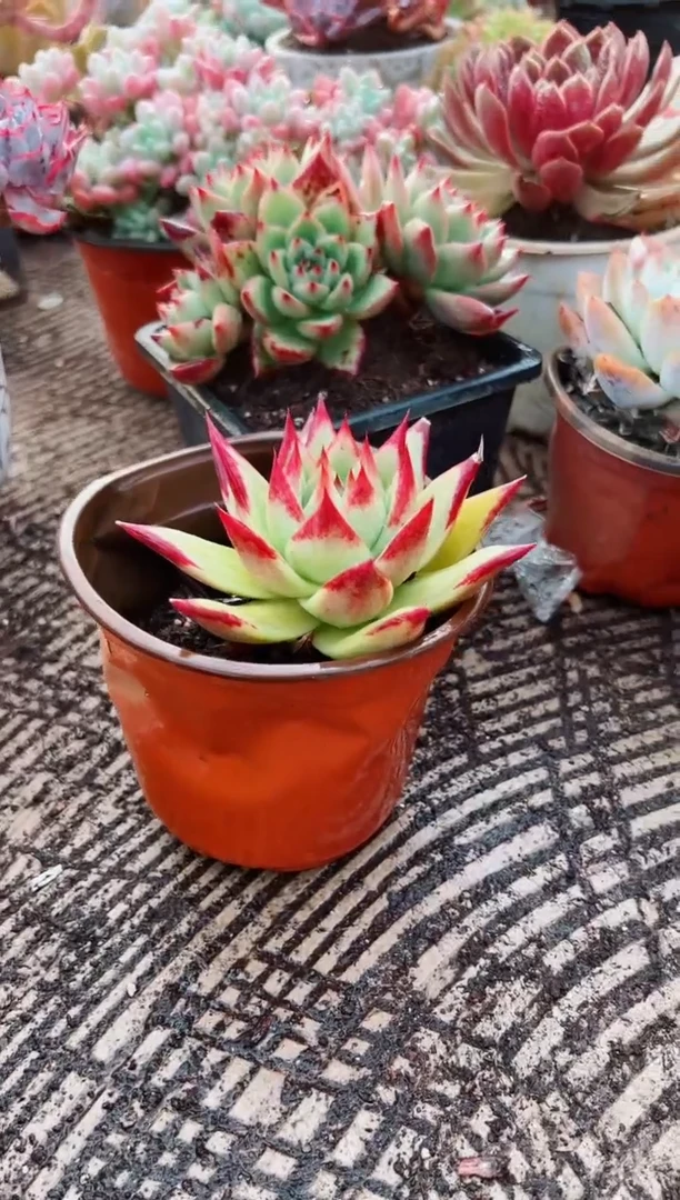 小*篓多肉植物一物一拍07165