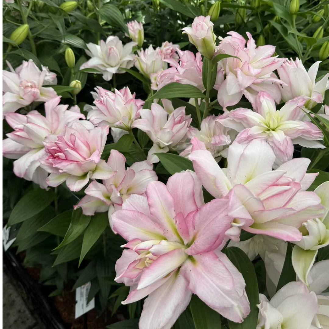 乔乔花屋1球卡诺娃18/20东方系列粉色重瓣百合球不带盆土现货包邮
