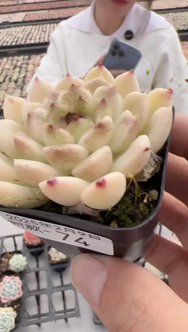 【闪购商品】新款多肉-74