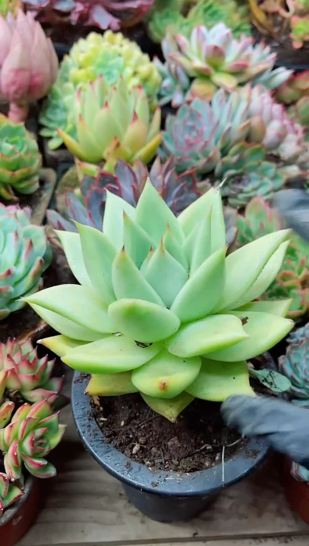 爱****子24047多肉植物一万一平