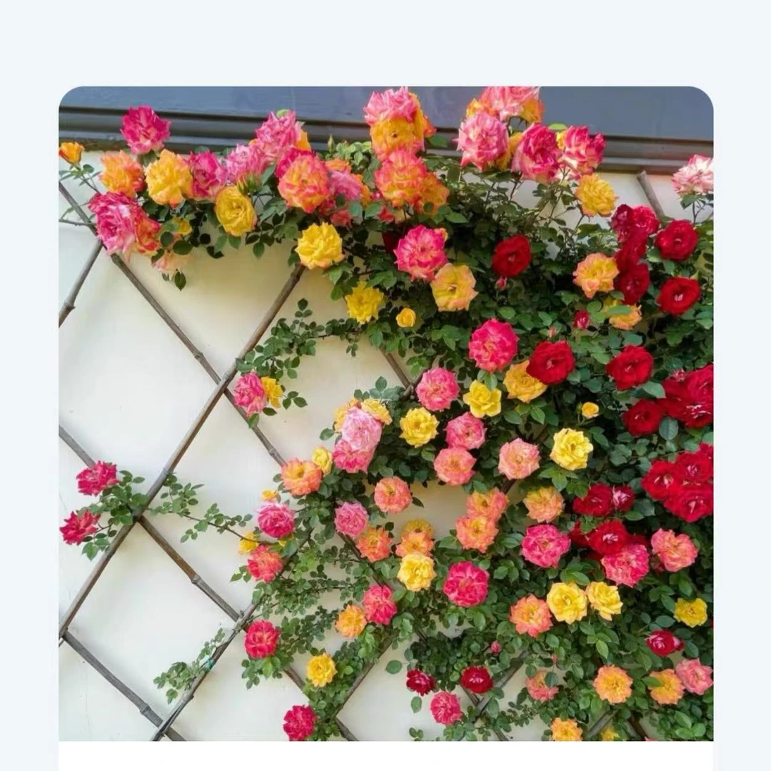 （宏哥专属）藤彩虹藤本月季花苗盆栽爬藤植物
