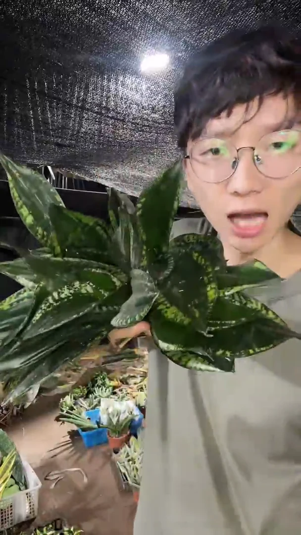 矮脚星空裸根4棵9.9
