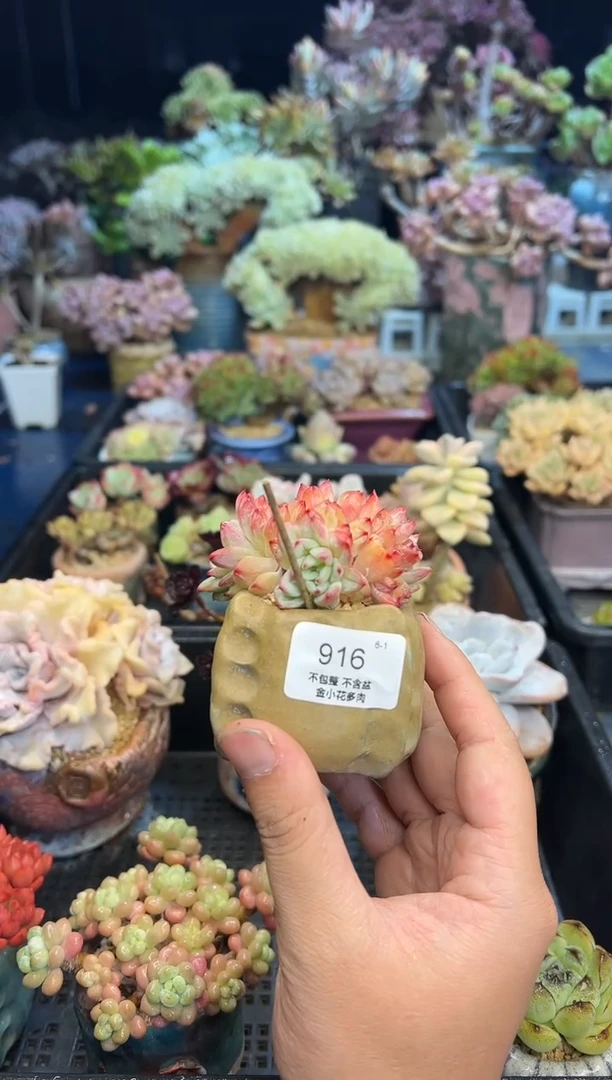 依*?916        不带盆