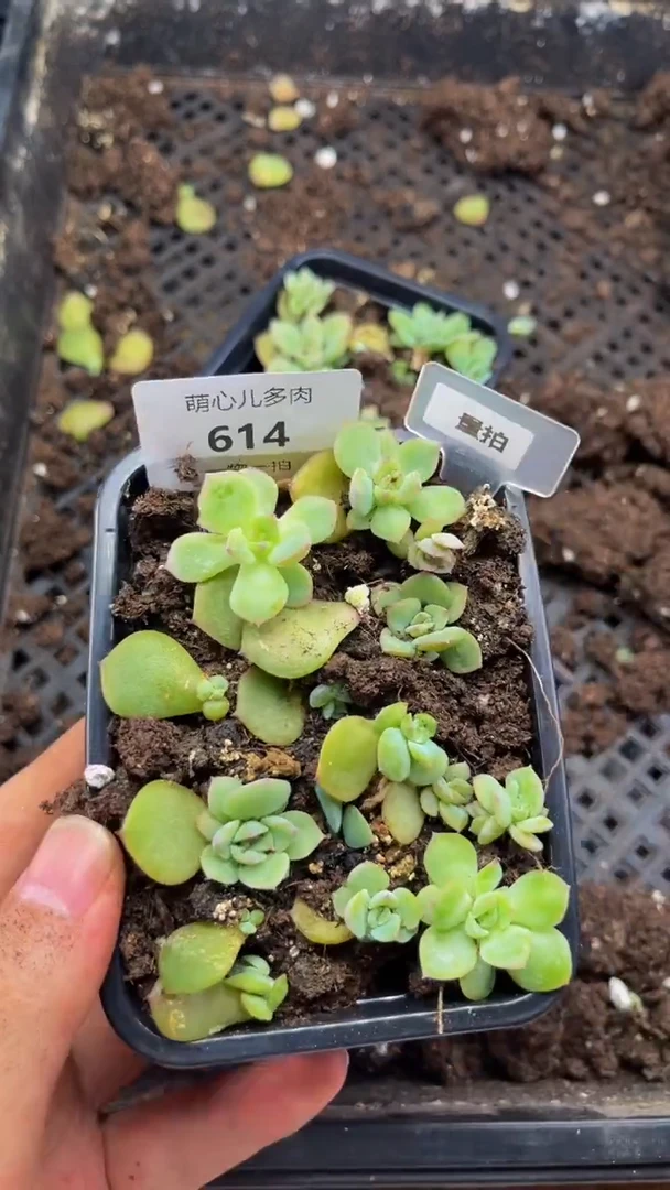 614玉笛多肉植物多肉植物量拍