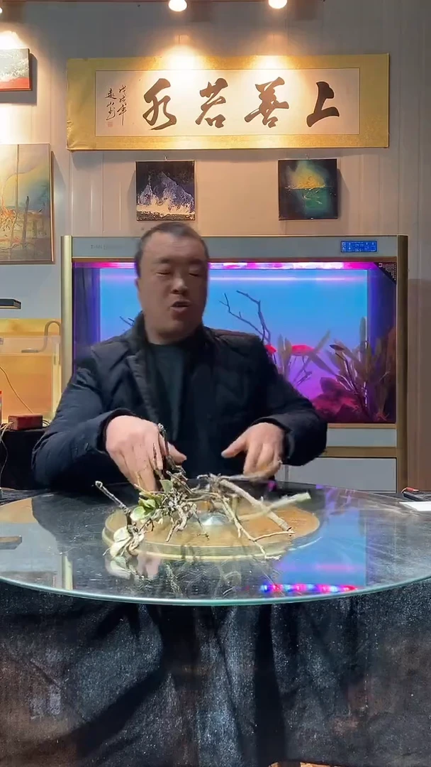 101号天然黄栎木一组适合30-40缸
