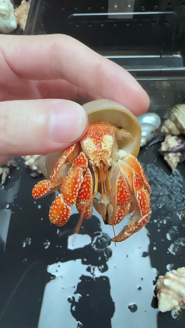 三点五口毛球全品